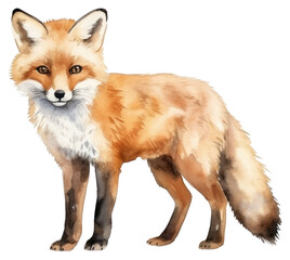 Fototapeta premium PNG Fox wildlife animal mammal.