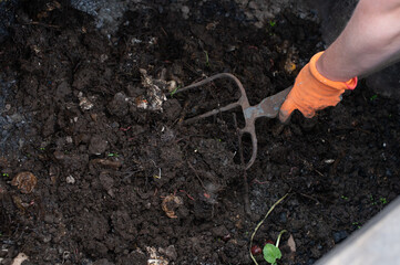 Gardening Work: Hand Tilling Soil for Planting Season