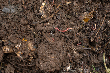 Earthworms in Fertile Soil Closeup