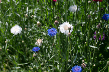 Vibrant Wildflowers in Sunlit Meadow