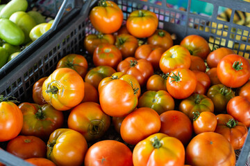Fresh Red and Green Tomatoes in a Market Basket
