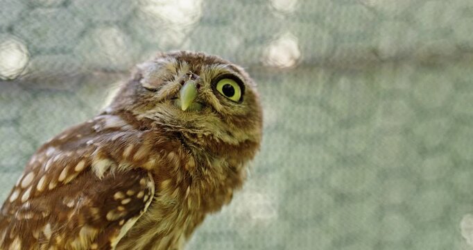 A cute owl chick winking, close-up portrait.