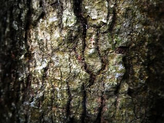 Close up view of old dark tree bark with moss and lichen. Abstract background and texture for design.