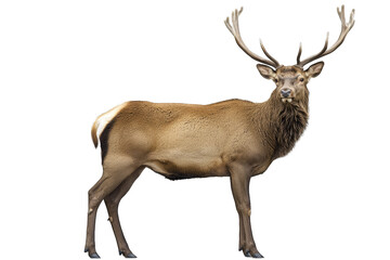 Fototapeta premium A majestic deer with impressive antlers standing proudly in a natural pose, showcasing its grace and beauty in the wilderness.