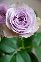 紫色の薔薇