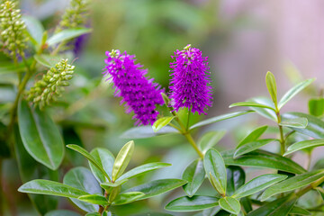 Selective focus of purple violet flowers with green leaves in the garden, Hebe is a genus of plants, Shrubby Veronica is a small evergreen, Dome-shaped shrub featuring tiny, Natural floral background.