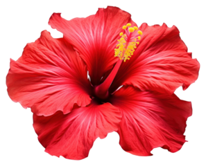 PNG Hibiscus flower petal plant.