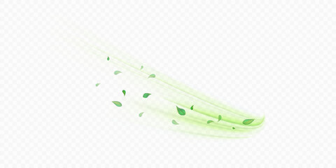 Green air swirl effect with flying mint leaves isolated on white background PNG, vector realistic illustration for advertising design.	