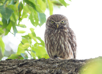 Little owl, Athene noctua. A bird sits on a thick branch and looks directly into the lens