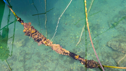 rope covered with the black seashells floating in the sea
