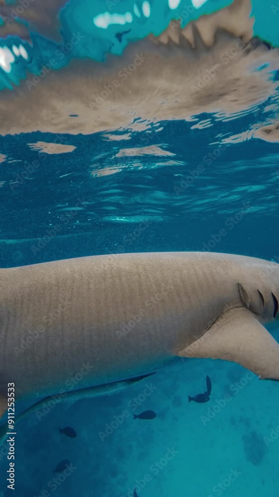 Wall mural Nurse sharks underwater with tropical fishes swims in blue ocean at Maldives. Sharks in tropical sea. Vertical footage