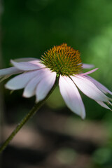 Coneflower isolated close-up with green background
