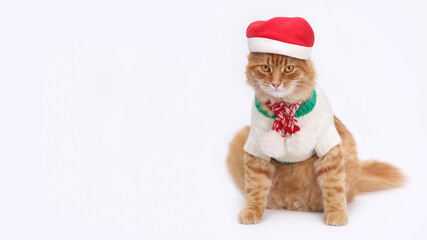 Ginger cat wearing winter sweater and scarf and Santa Claus xmas red hat.  isolated animal portrait. Christmas Cat. New Year greeting card. Funny Cat. Santa's helper. Copy space