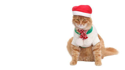 Ginger cat wearing winter sweater and scarf and Santa Claus xmas red hat.  isolated animal portrait. Christmas Cat. New Year greeting card. Funny Cat. Santa's helper. Copy space