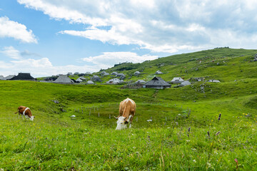 Fototapeta premium Velika Planina, Kamnik, Slovenia. Lord of the Rings style village. Wooden typical houses, hills, green meadows, flowers where cows and calfs graze. High quality artisanal milk and cheeses. Holiday.