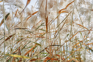 Texture of dry wild reeds or pampas grass against blue sky, outdoor nature realistic. Blue beige pastel color minimal environmental scenery, beauty of nature. Botanical Trend design natural pattern