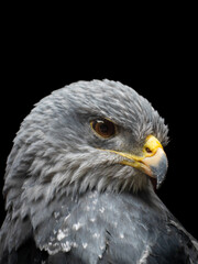 portrait of an eagle