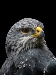 portrait of a eagle