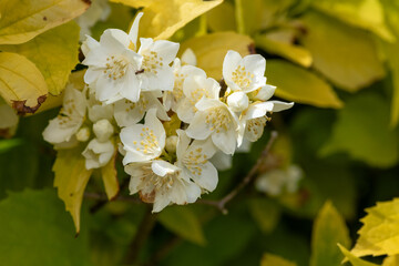Close up of English dogwood (Philadelphus coronarius) flowers in bloom