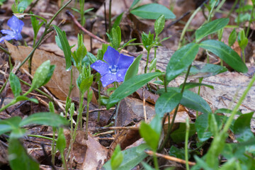 Common Periwinkle growing along the forest floor in a state park in New York