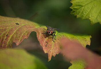 Close-Up View of a Fly Resting on a Colorful Autumn Leaf in Nature