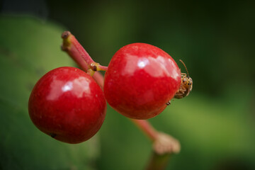 Bright Red Berries Growing on a Branch in a Lush Green Garden Setting