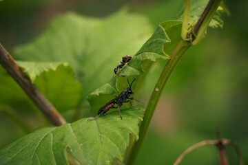 Close-Up View of Two Insects Engaged on Green Leaves in a Lush Environment
