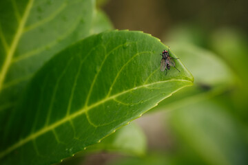 Close-Up Capture of a Tiny Fly Resting on a Green Leaf During Daytime