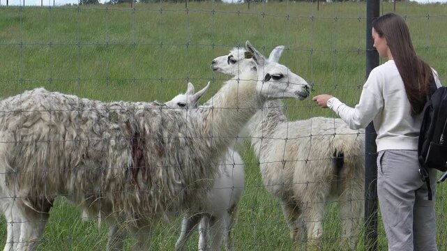 Woman feeding llamas on a farm, woman and llamas