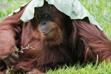 Orangutan orangutans  © badrudin