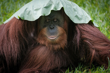 Borneo orangutan 