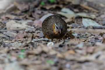 Eyebrows, cheeks and neck are white, with small, black spots spreading all over the white ground. Next to the head and neck, brownish orange color. The upper body is brown with black stripes.