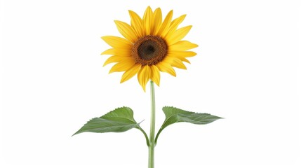 Obraz premium Vibrant sunflower illustration with a unique double exposure effect on a clean white background, showcasing natures beauty.