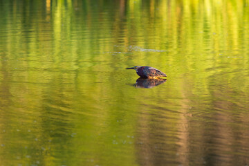 Green heron wading in the Leon-Provancher Marsh during a late summer sunrise, Neuville, Quebec, Canada