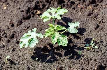 Watermelon plants in the ground in the garden