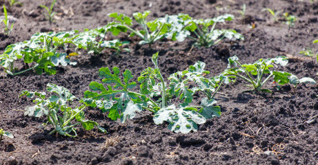 Watermelon plants in the ground in the garden