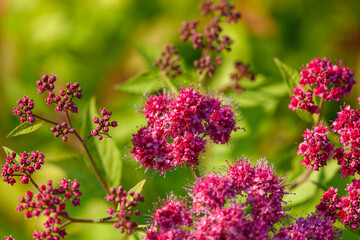 Close-up of a pink flower in nature