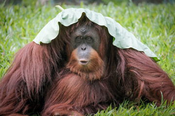 Borneo orangutans ( pongo pygmaeus) © badrudin