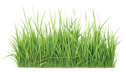 Obraz premium PNG Grass backgrounds plant green.