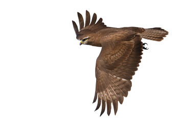 bird of prey in flight isolated on white
