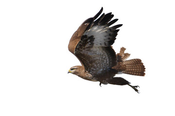 bird of prey on takeoff isolated on white