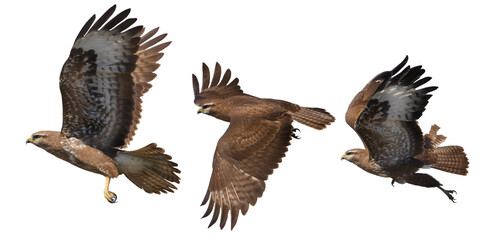bird of prey,buzzard moments of flight isolated on white