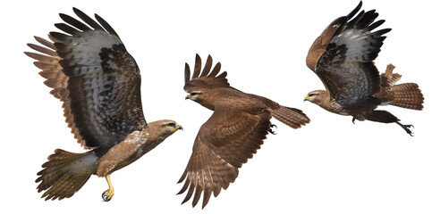 buzzard, bird of prey moments of flight isolated on white background