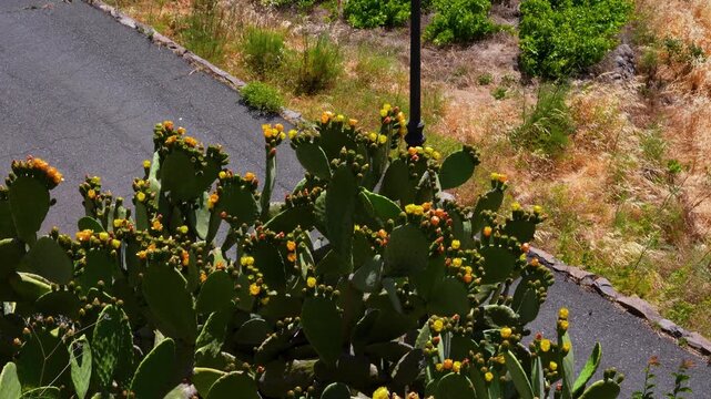 Blooming cactus plants in a dry mountainous landscape under a clear blue sky. Desert-style vegetation with prickly pear cactus and palm trees in a sunny, arid environment.