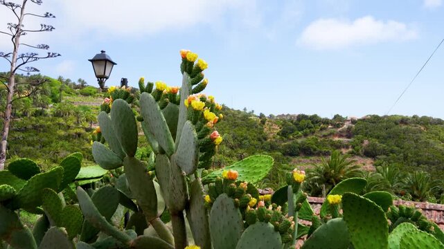 Blooming cactus plants in a dry mountainous landscape under a clear blue sky. Desert-style vegetation with prickly pear cactus and palm trees in a sunny, arid environment.