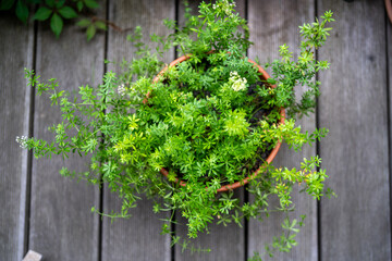 potted cleaver plant on wooden background