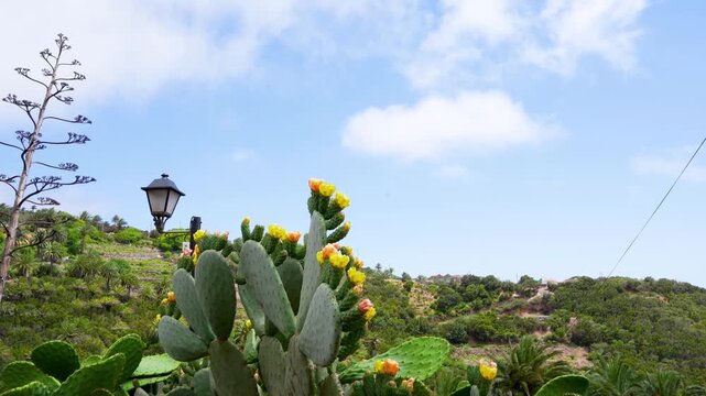 Blooming cactus plants in a dry mountainous landscape under a clear blue sky. Desert-style vegetation with prickly pear cactus and palm trees in a sunny, arid environment.