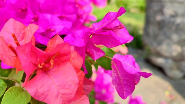 Close up magenta Bougainvillea spectabilis (great bougainvillea) flowers moving slowly in the wind.  Nature background.  Paper flower or bunga kertas. Selective focus.