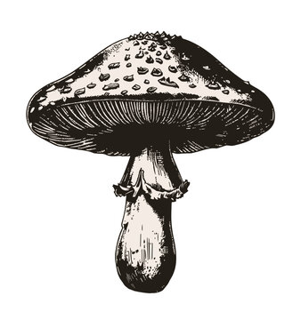 vintage engraved mushroom isolated  on white background