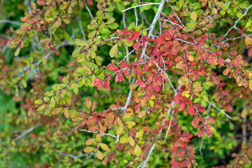 Fototapeta premium detail photograpy of a barberry plant (Berberis)